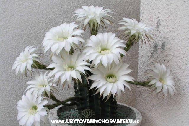 Apartmanok LM – fotó 3